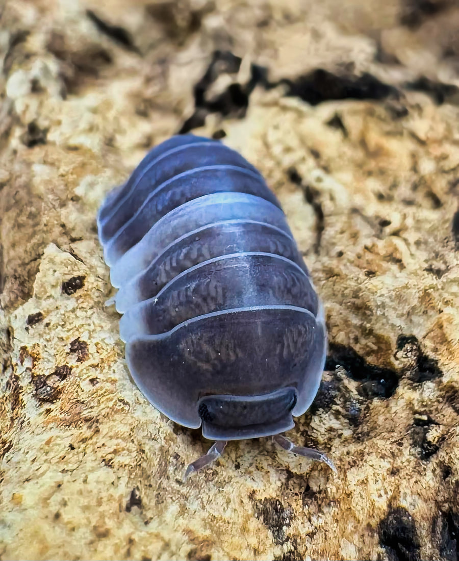 Cubaris sp "Crazy Horse"