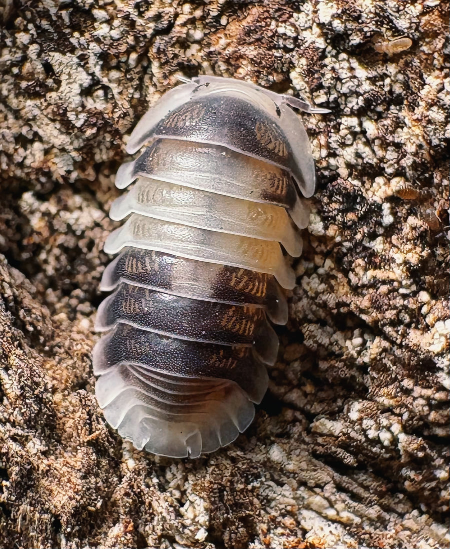Cubaris sp "Cuppa Cream"