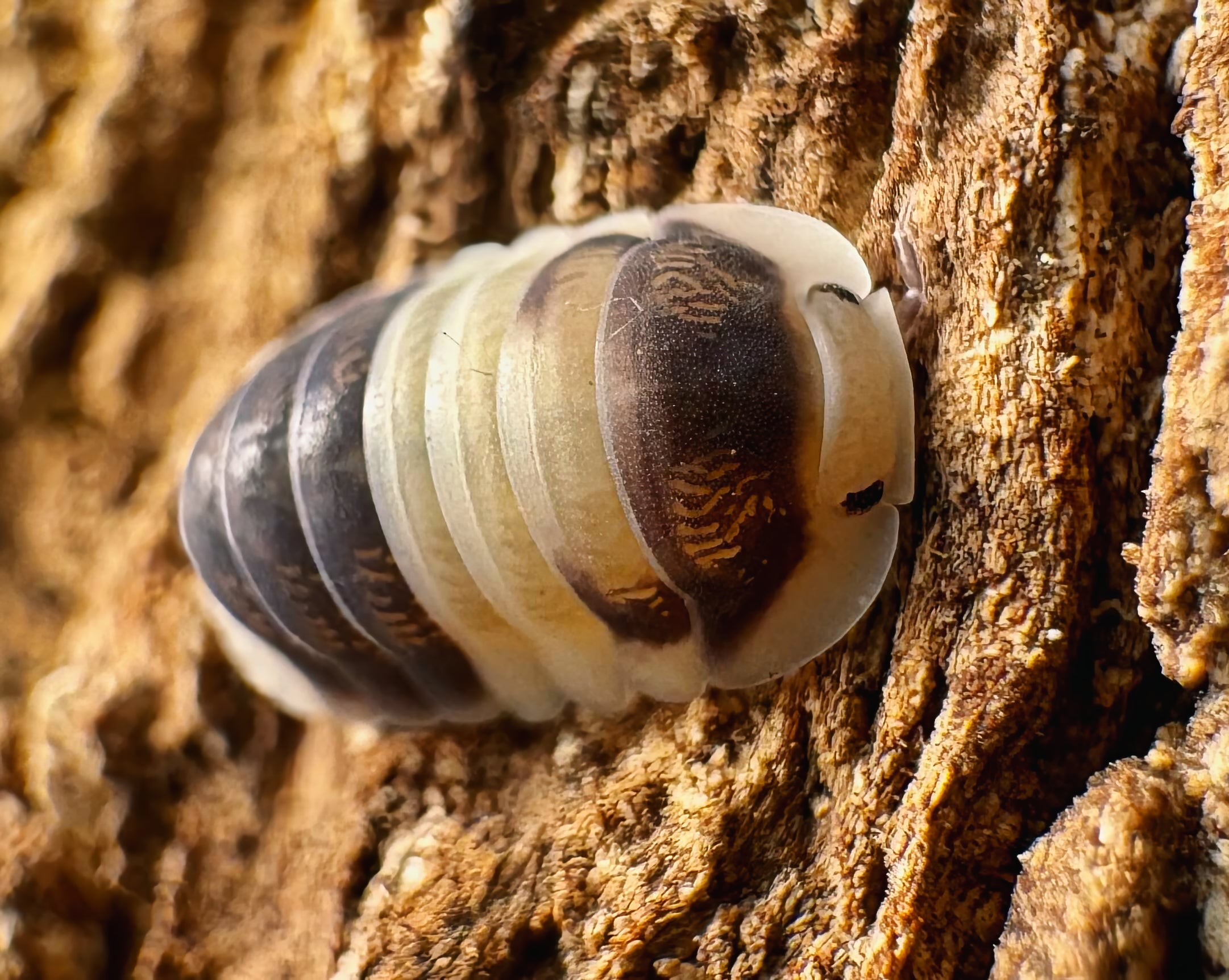 Cubaris sp "Cuppa Cream"