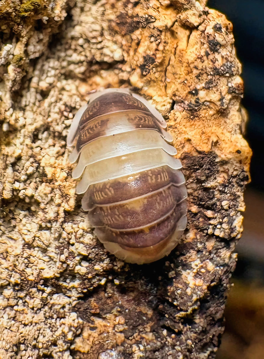 Cubaris sp "Cuppa Cream"
