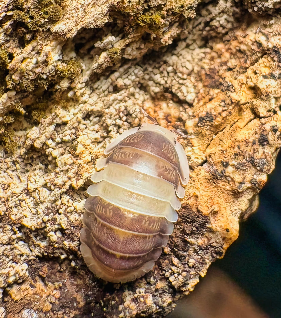 Cubaris sp "Cuppa Cream"