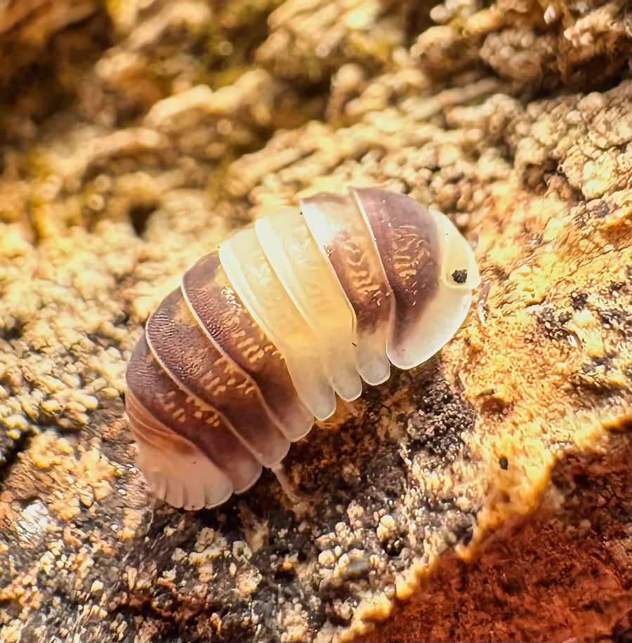 Cubaris sp "Cuppa Cream"