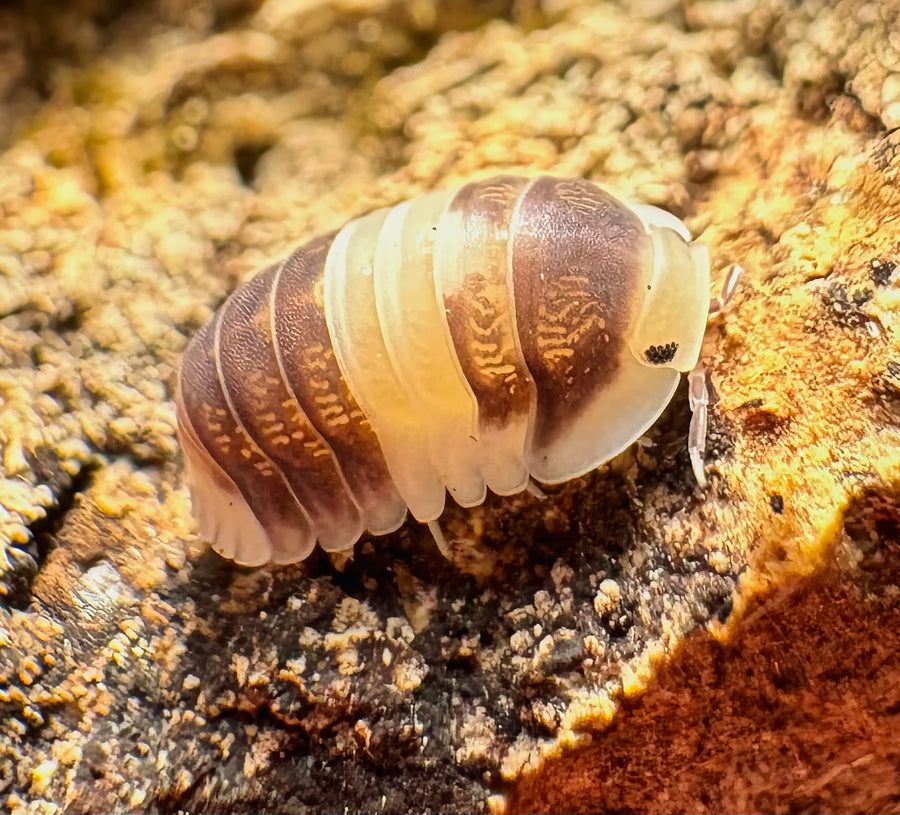 Cubaris sp "Cuppa Cream"