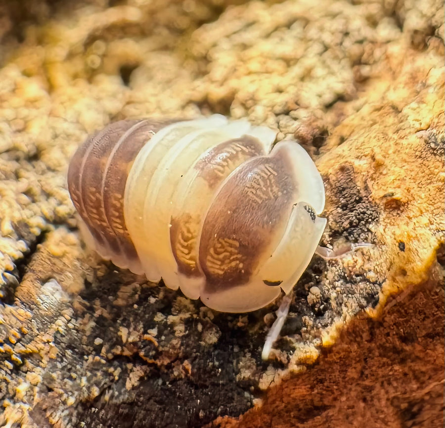 Cubaris sp "Cuppa Cream"