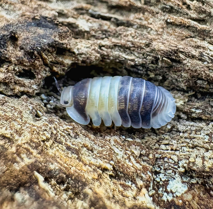 Cubaris sp "Cuppa Cream"