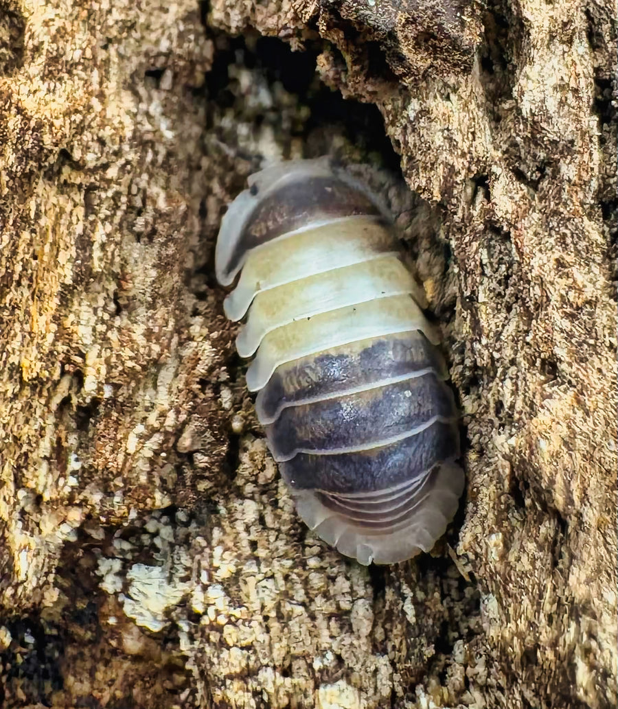 Cubaris sp "Cuppa Cream"