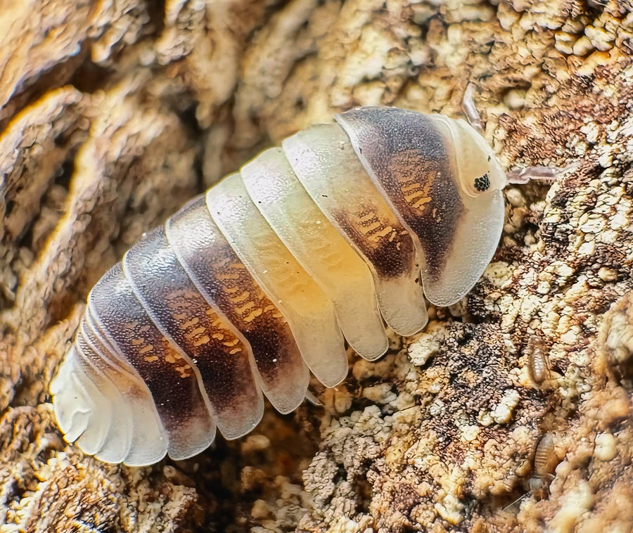 Cubaris sp "Cuppa Cream"