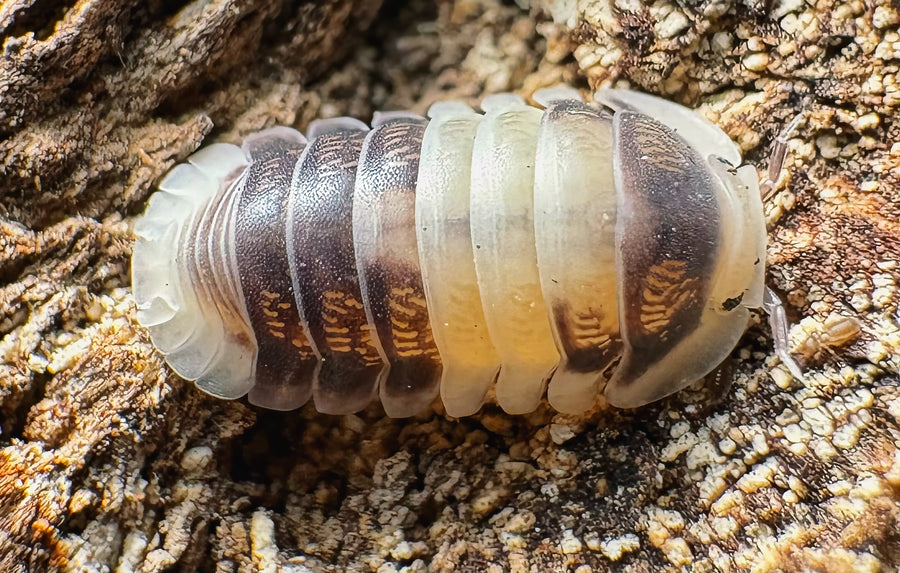 Cubaris sp "Cuppa Cream"