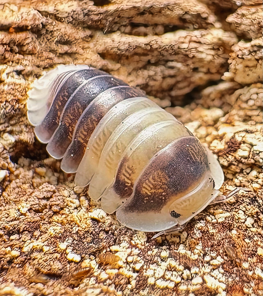 Cubaris sp "Cuppa Cream"