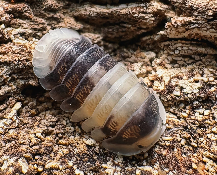 Cubaris sp "Cuppa Cream"