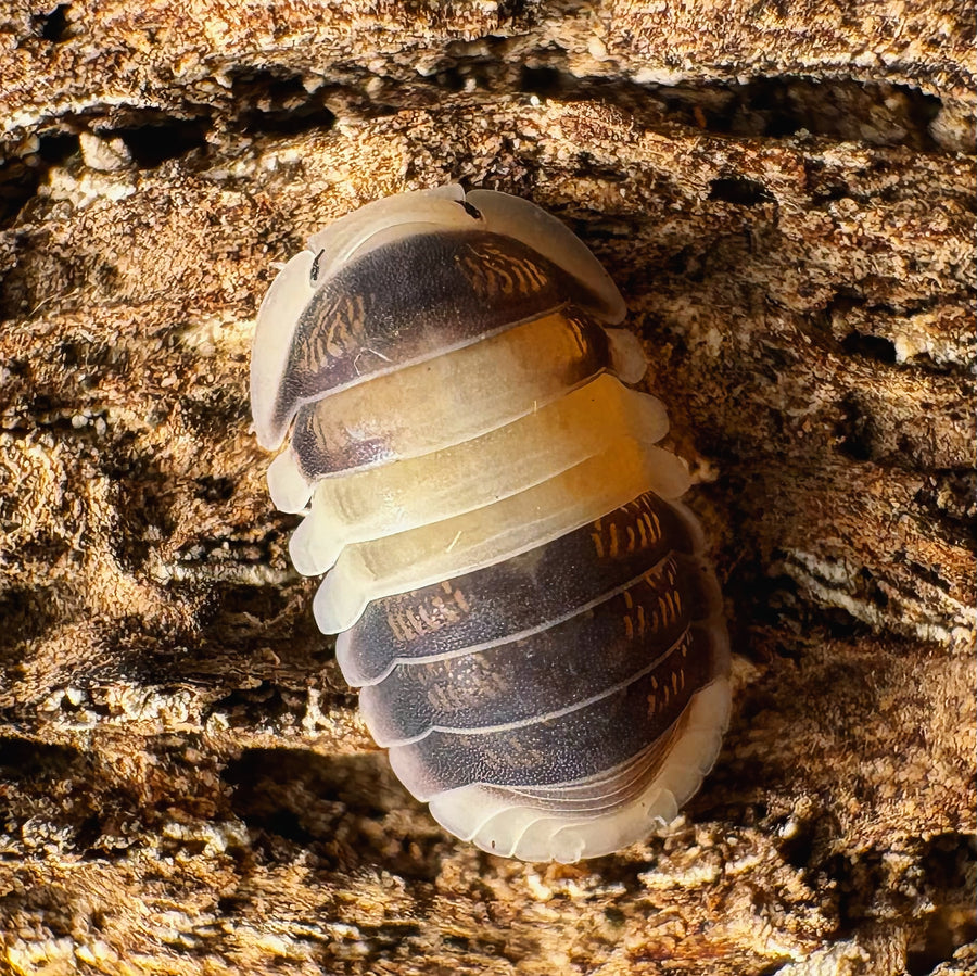 Cubaris sp "Cuppa Cream"