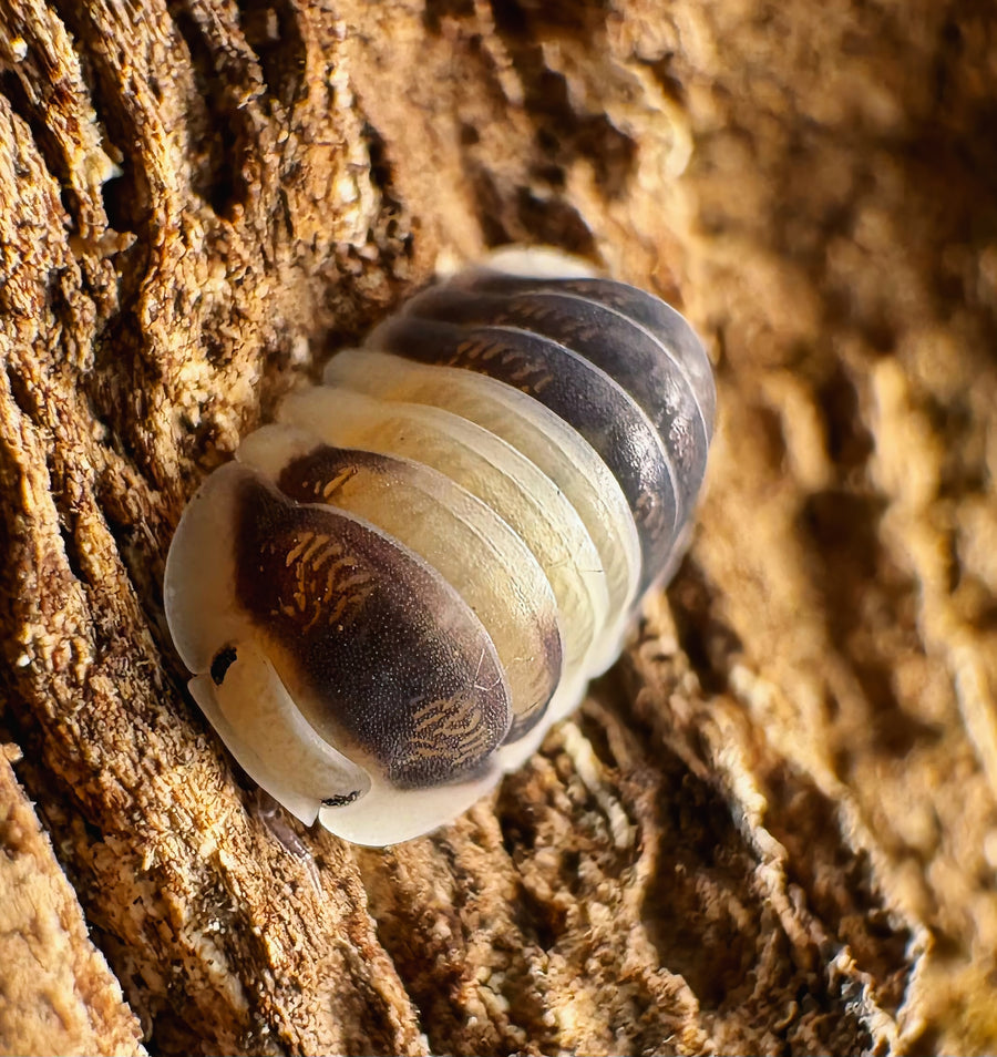 Cubaris sp "Cuppa Cream"