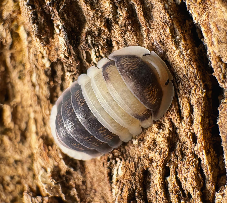 Cubaris sp "Cuppa Cream"