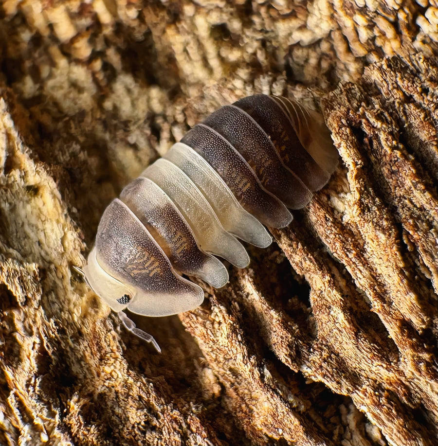 Cubaris sp "Cuppa Cream"