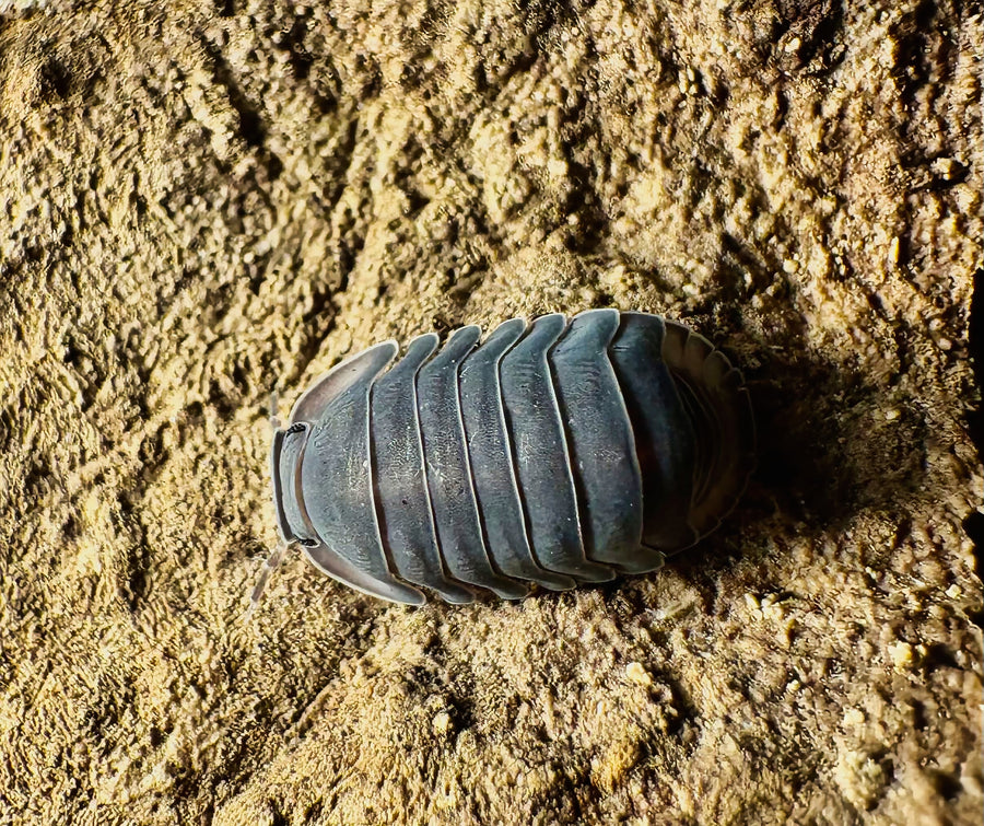 Cubaris sp "Darth Vader"