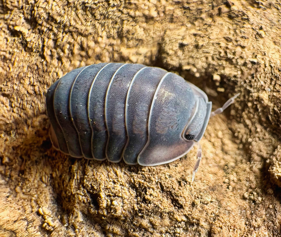Cubaris sp "Darth Vader"