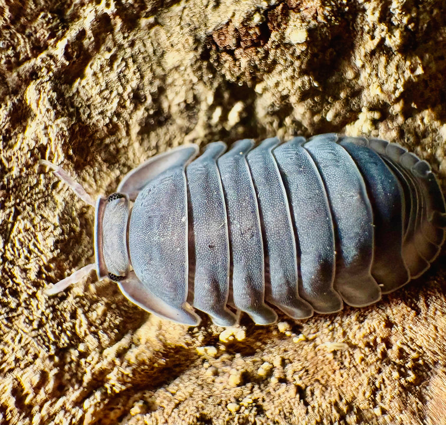 Cubaris sp "Darth Vader"