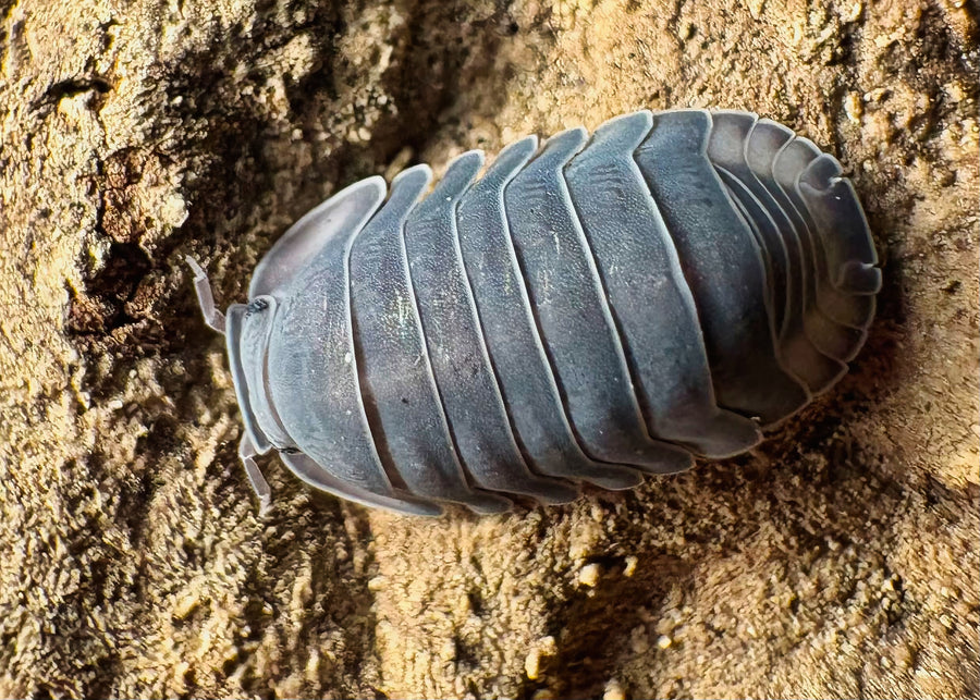 Cubaris sp "Darth Vader"