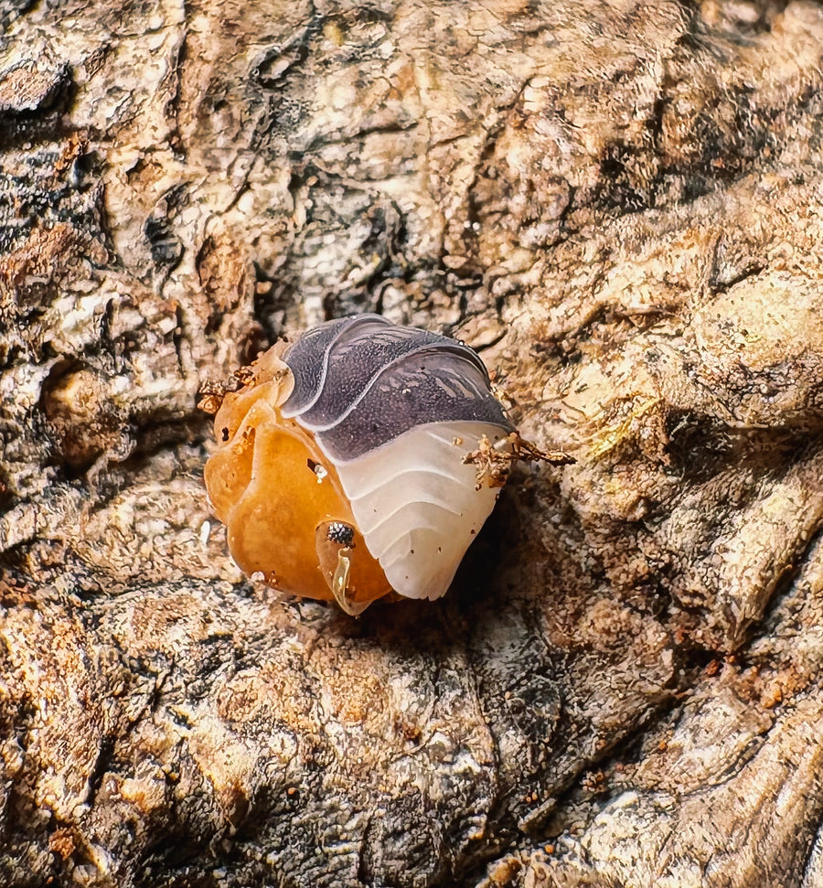 Cubaris sp "Daxin Tricolor"