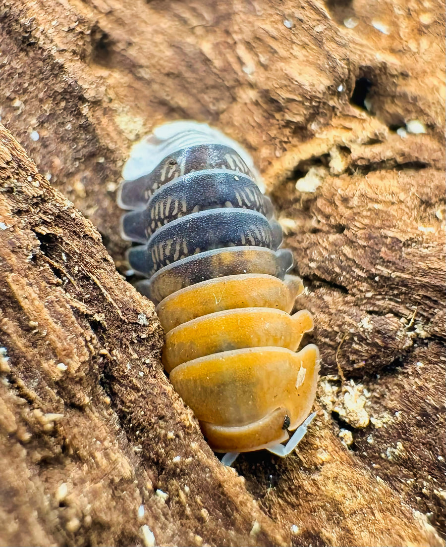 Cubaris sp "Daxin Tricolor"