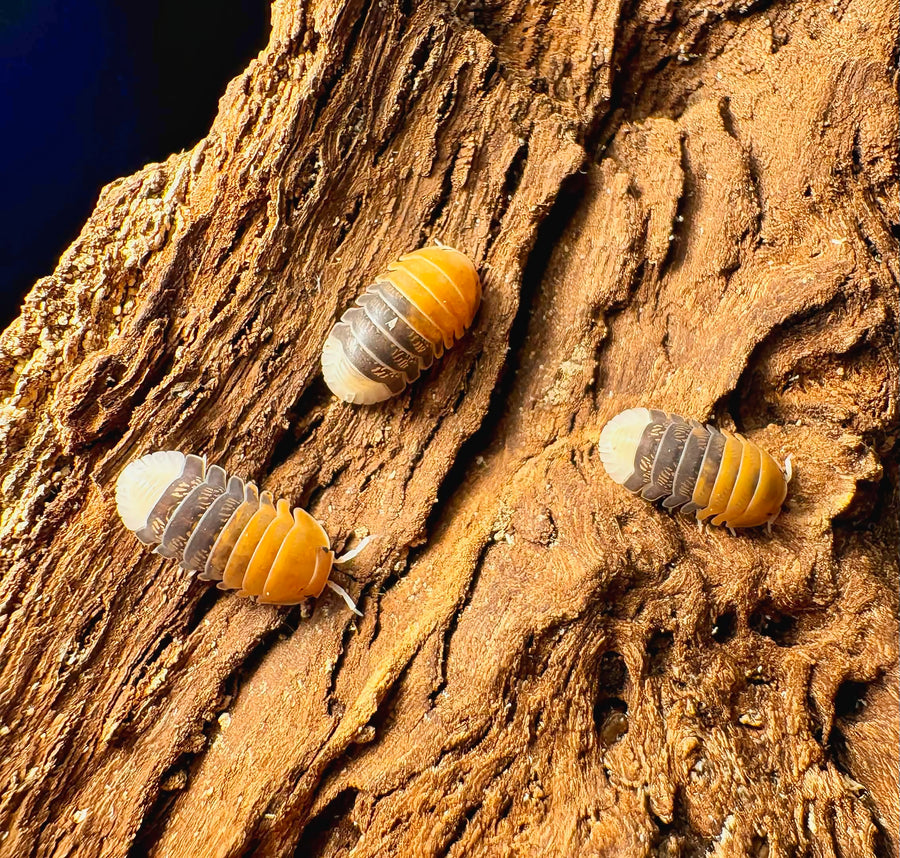 Cubaris sp "Daxin Tricolor"