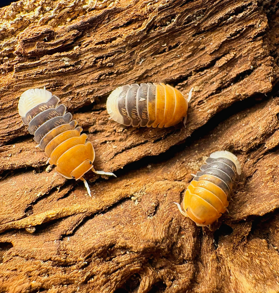 Cubaris sp "Daxin Tricolor"