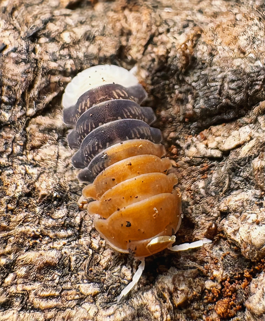 Cubaris sp "Daxin Tricolor"