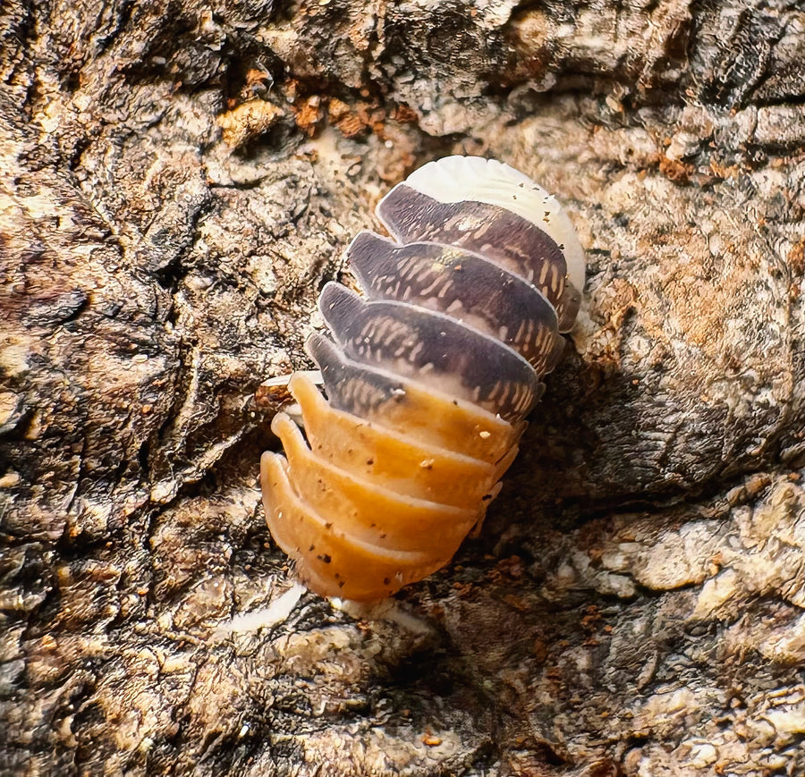 Cubaris sp "Daxin Tricolor"