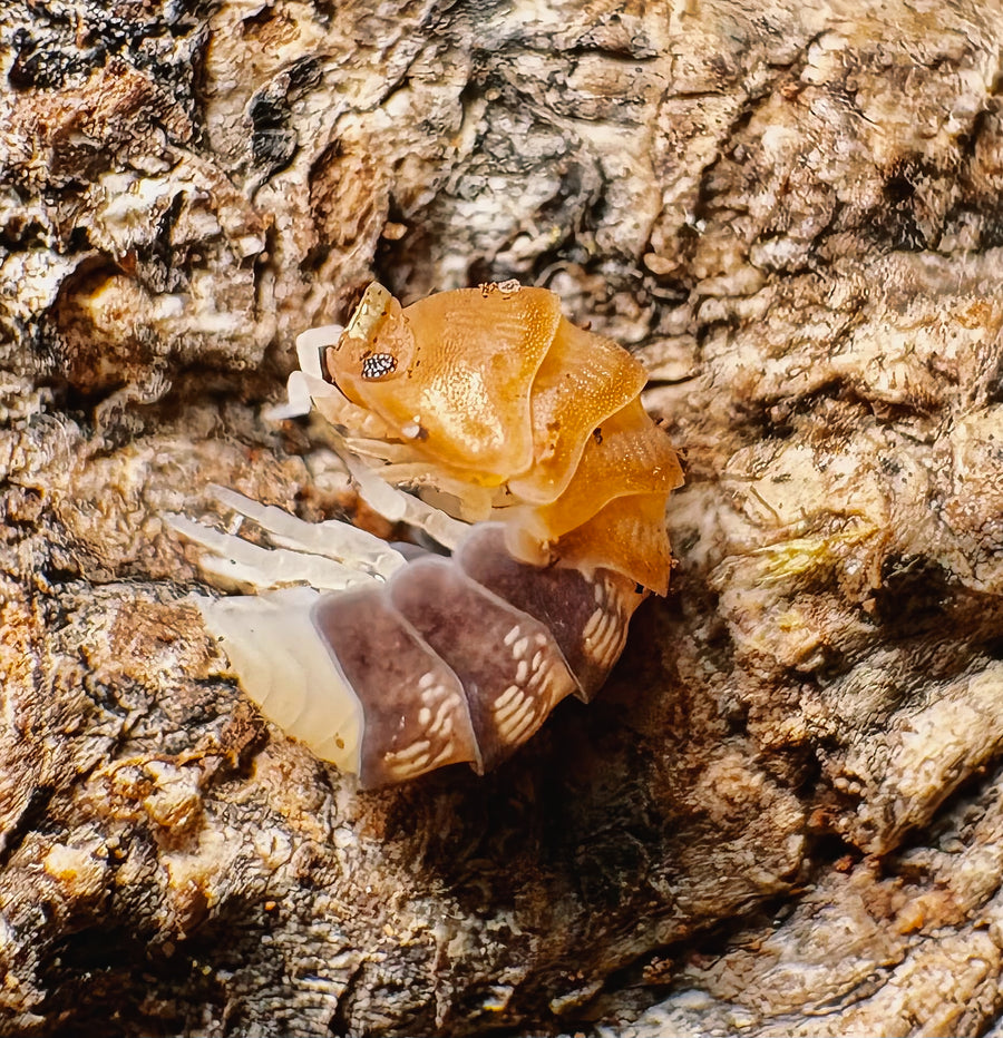 Cubaris sp "Daxin Tricolor"