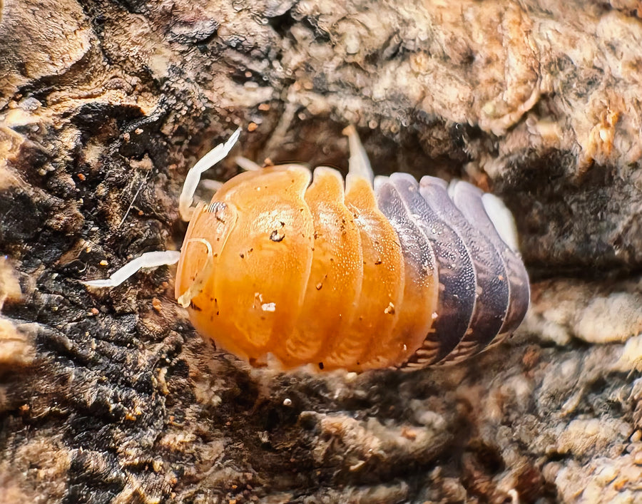 Cubaris sp "Daxin Tricolor"