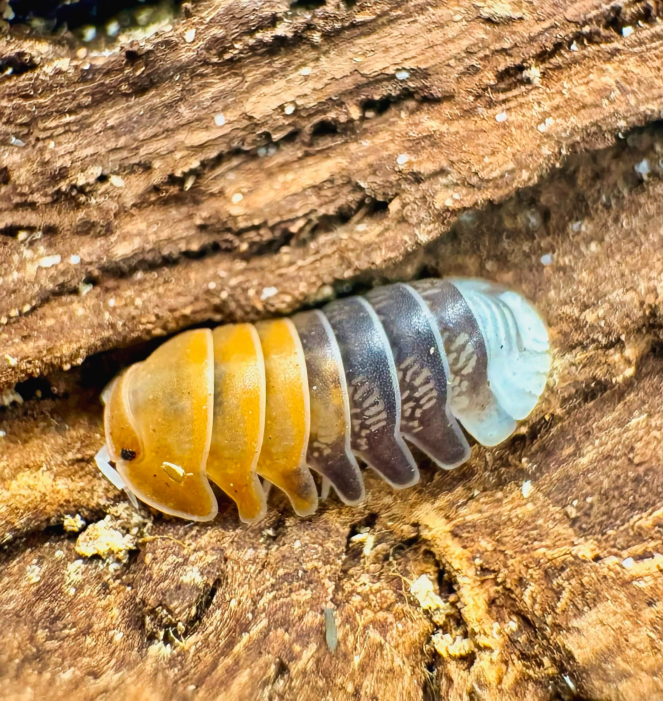 Cubaris sp "Daxin Tricolor"