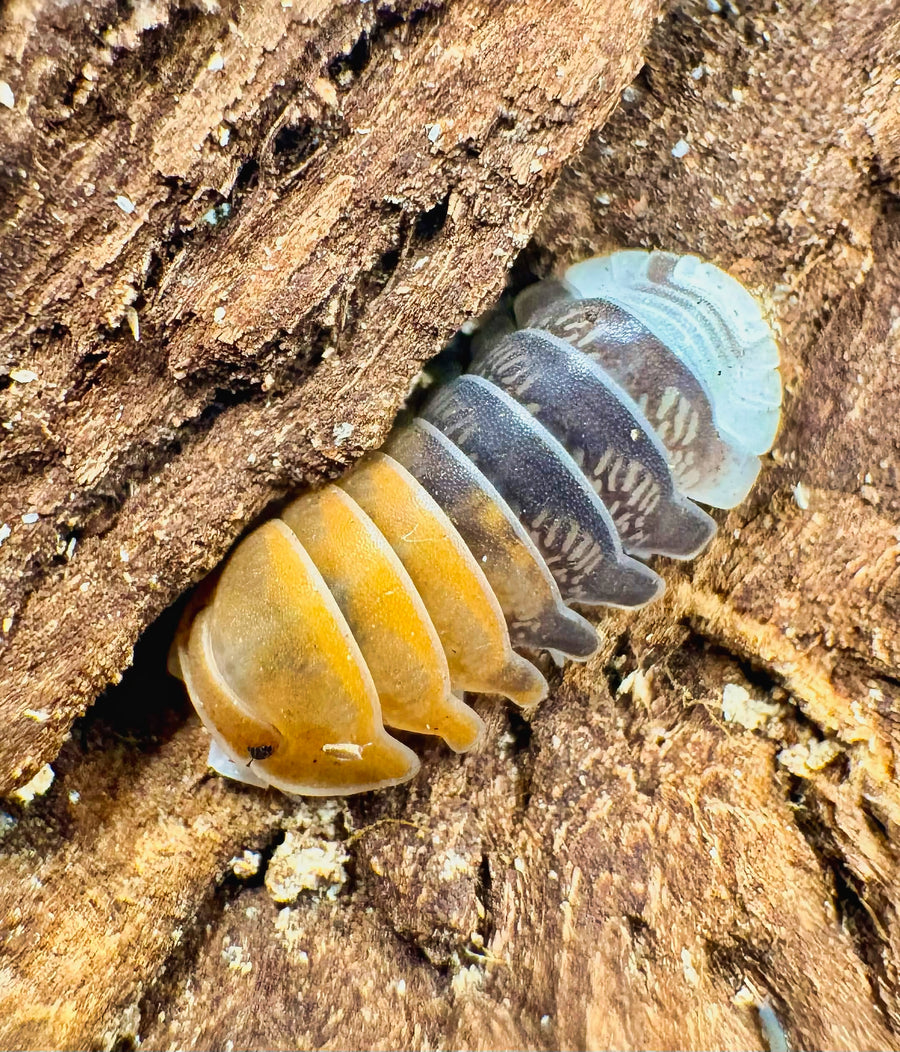 Cubaris sp "Daxin Tricolor"