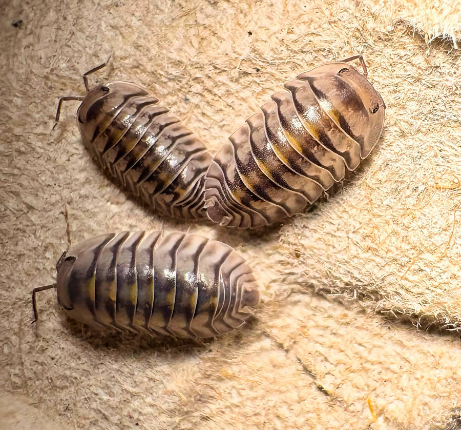 Cubaris sp "Electric Blue"