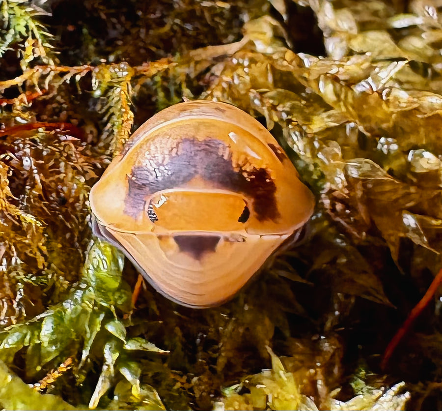 Cubaris sp "Emperor Bee"
