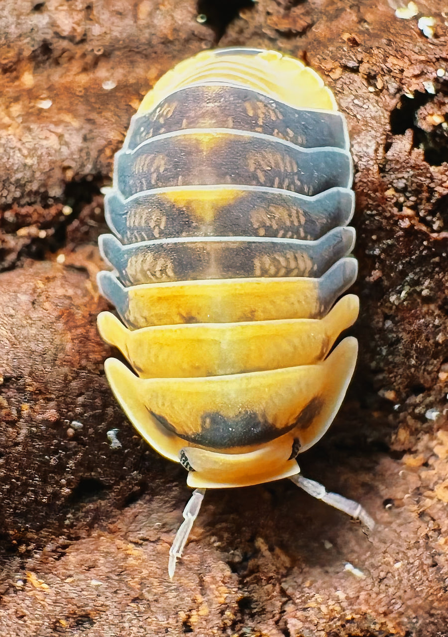 Cubaris sp "Emperor Bee"