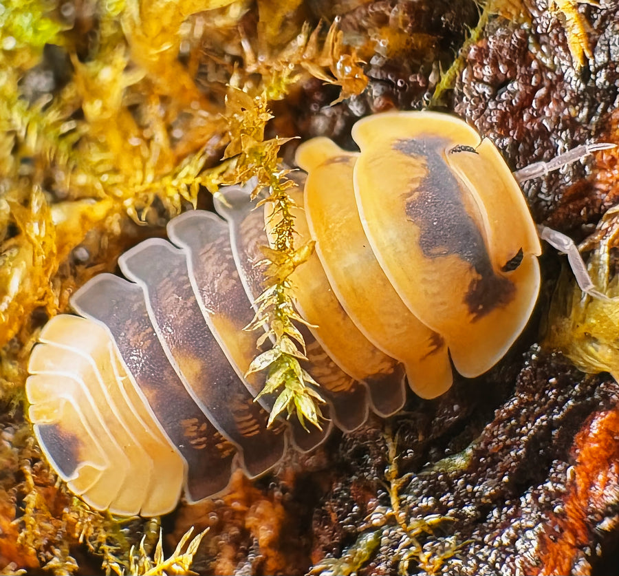 Cubaris sp "Emperor Bee"