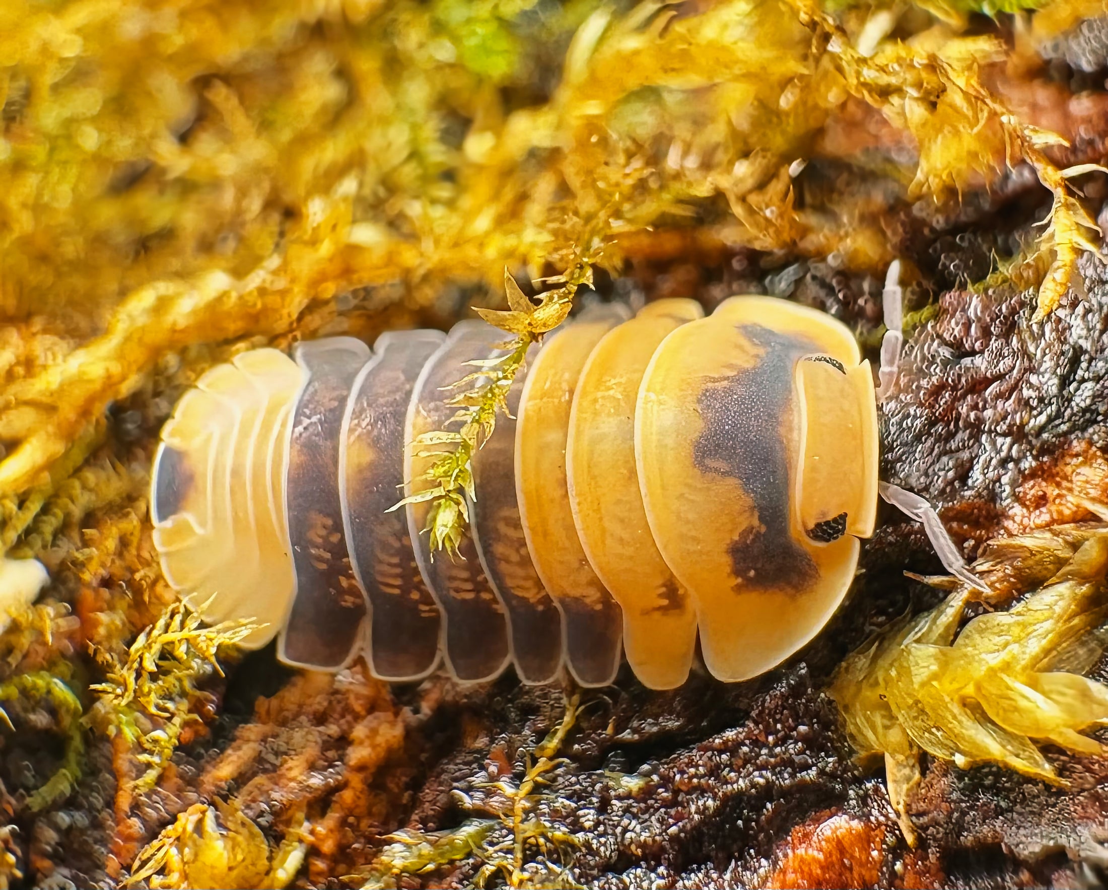 Cubaris sp "Emperor Bee"