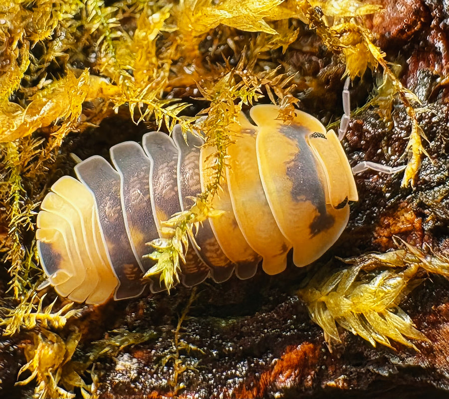 Cubaris sp "Emperor Bee"