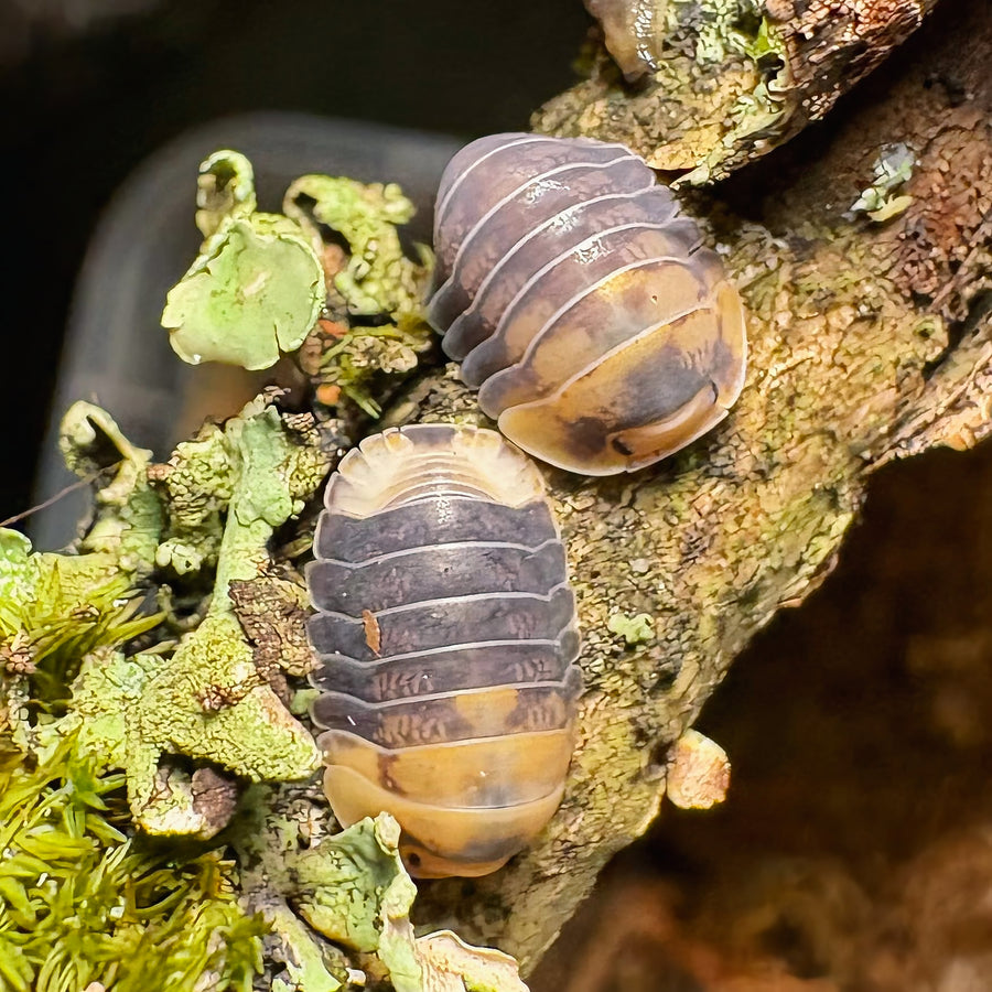 Cubaris sp "Emperor Bee"