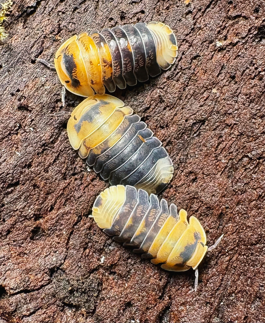 Cubaris sp "Emperor Bee"