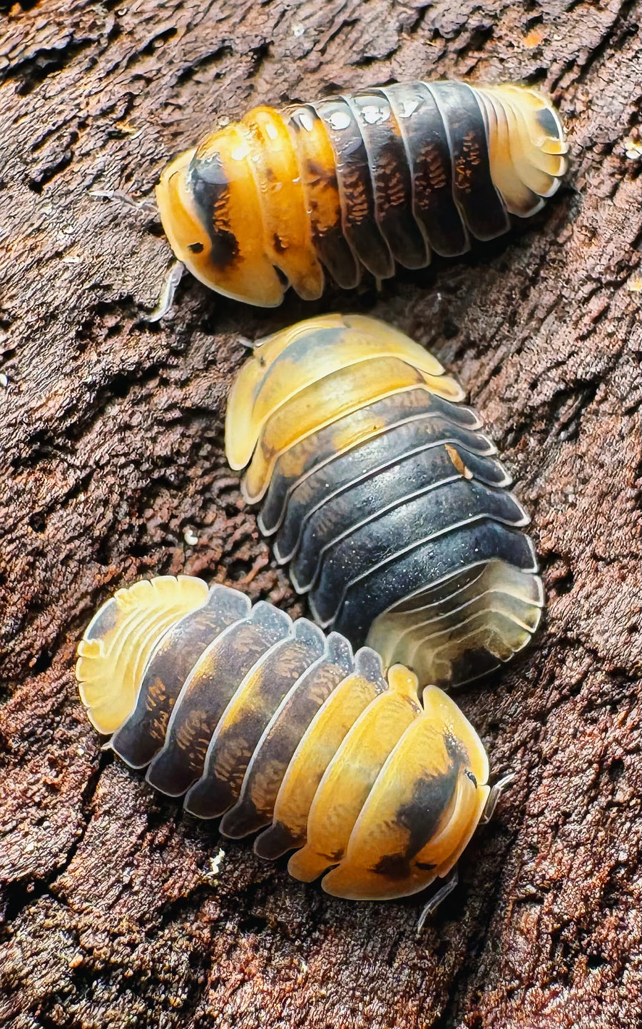 Cubaris sp "Emperor Bee"