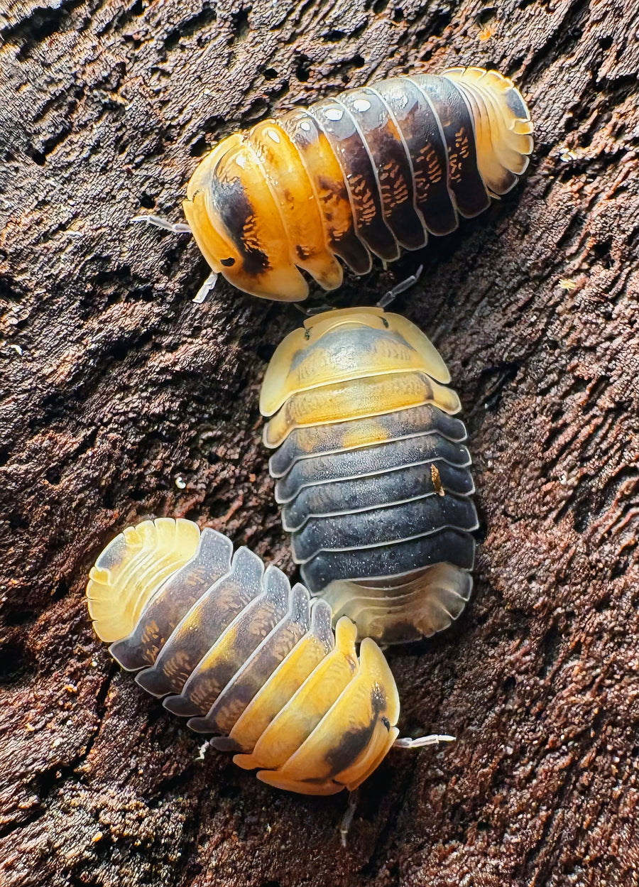 Cubaris sp "Emperor Bee"
