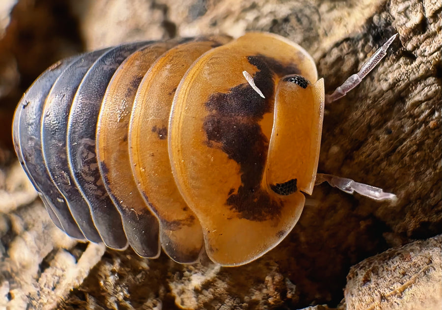Cubaris sp "Emperor Bee"