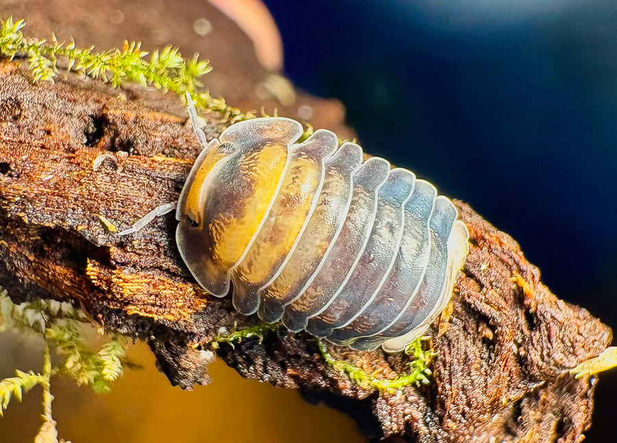 Cubaris sp "Emperor Bee"