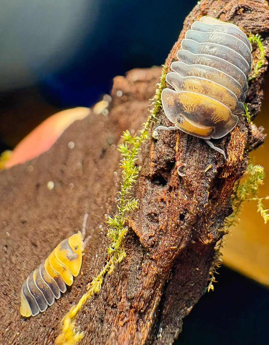 Cubaris sp "Emperor Bee"