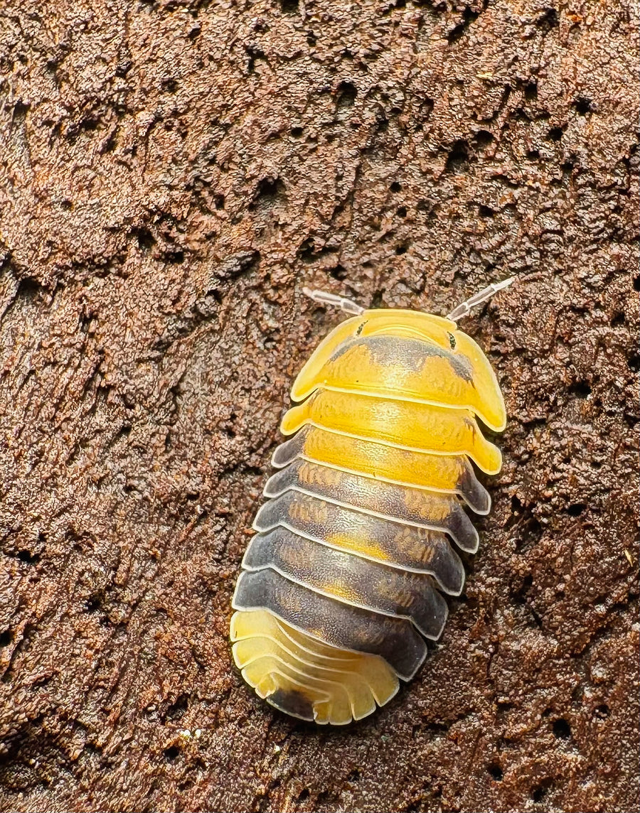 Cubaris sp "Emperor Bee"