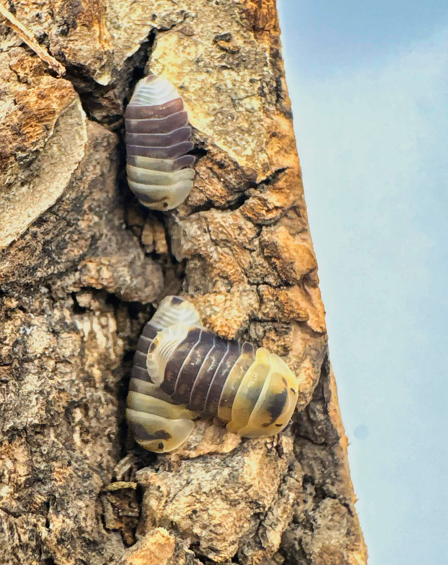 Cubaris sp "Emperor Bee"