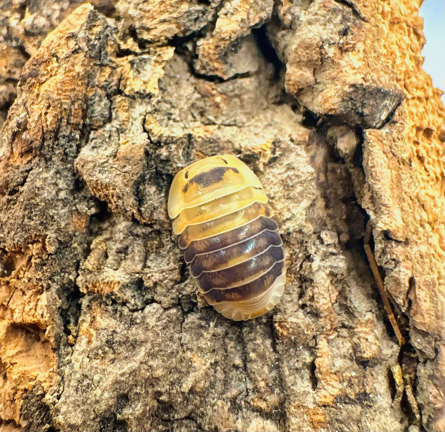 Cubaris sp "Emperor Bee"