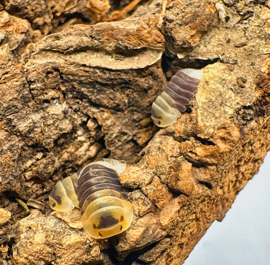 Cubaris sp "Emperor Bee"