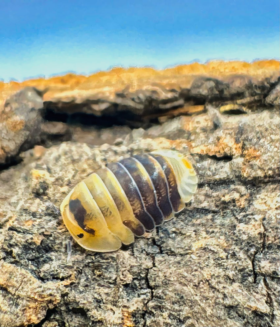 Cubaris sp "Emperor Bee"